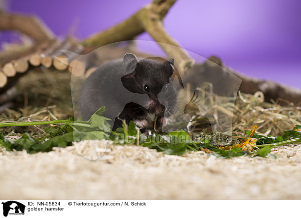 Goldhamster / golden hamster / NN-05834