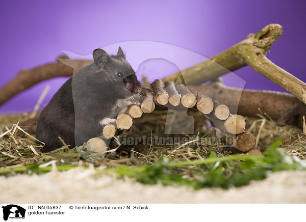 Goldhamster / golden hamster / NN-05837