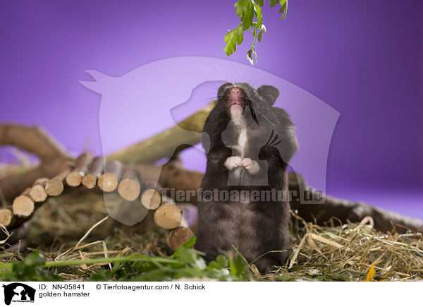 Goldhamster / golden hamster / NN-05841
