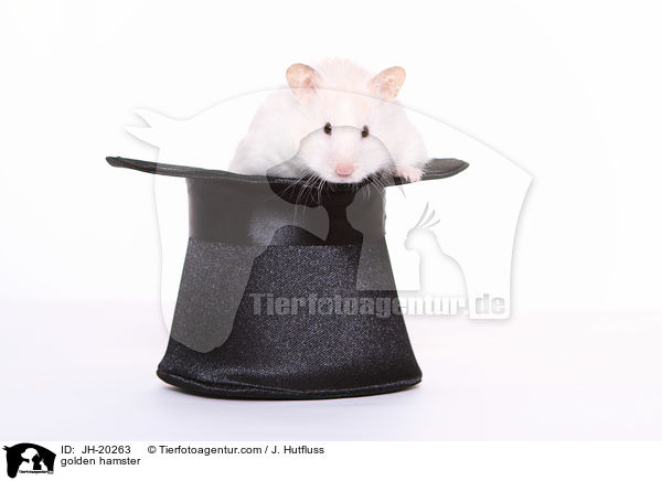 Goldhamster / golden hamster / JH-20263