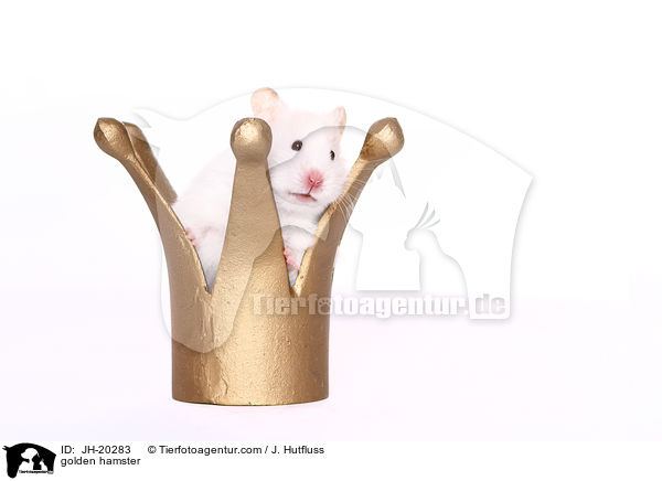 golden hamster / JH-20283