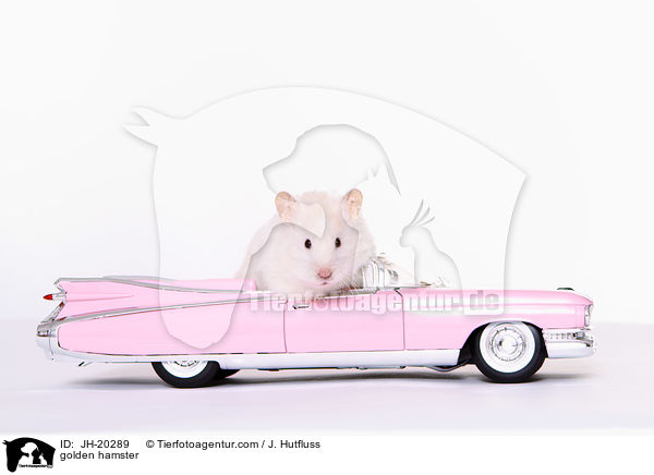 golden hamster / JH-20289
