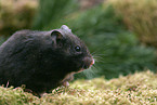 golden hamster