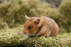 golden hamster