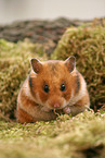 golden hamster