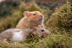 2 golden hamster