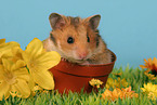 golden hamster