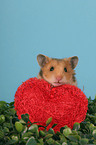 golden hamster