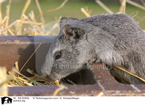 Meerschweinchen / guinea pig / SS-00592