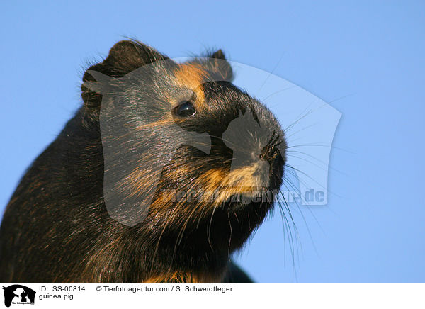 Meerschweinchen / guinea pig / SS-00814