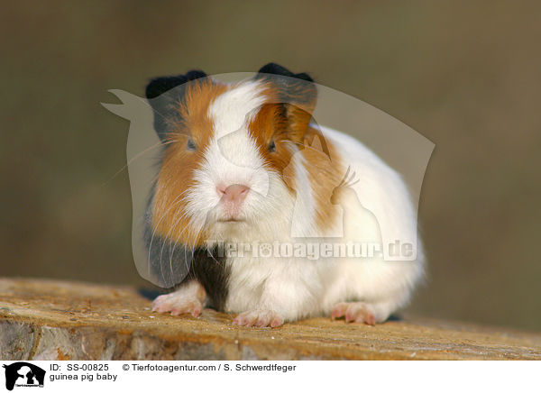 Meerschweinchen Baby / guinea pig baby / SS-00825