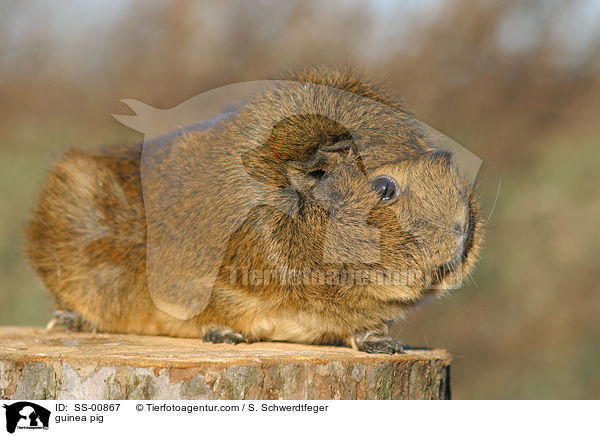 Meerschwein / guinea pig / SS-00867