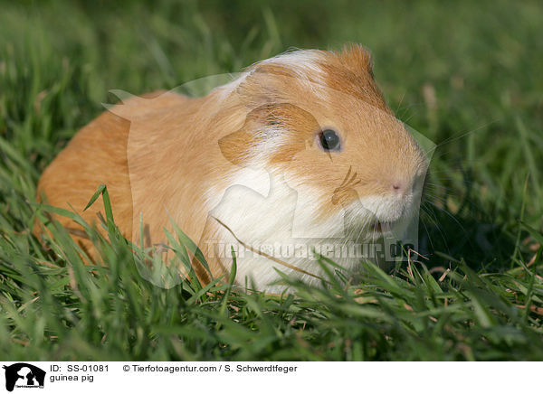 Meerschweinchen / guinea pig / SS-01081