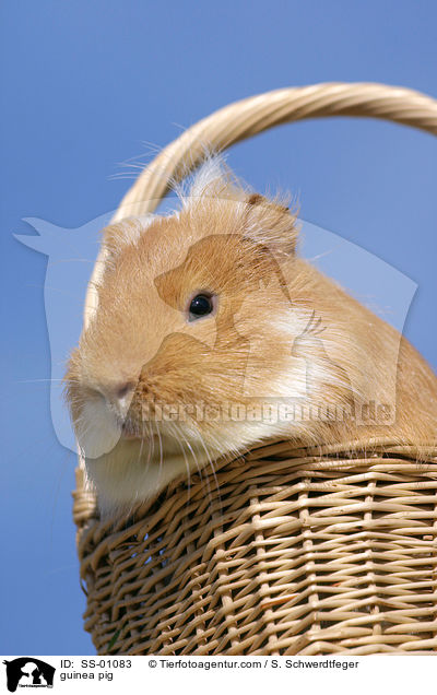 Meerschweinchen / guinea pig / SS-01083