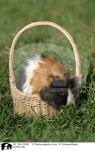 Meerschweinchen / guinea pig / SS-01090