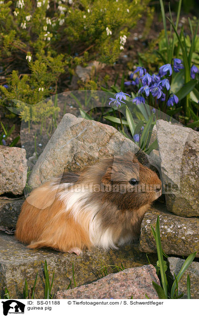 Meerschweinchen / guinea pig / SS-01188