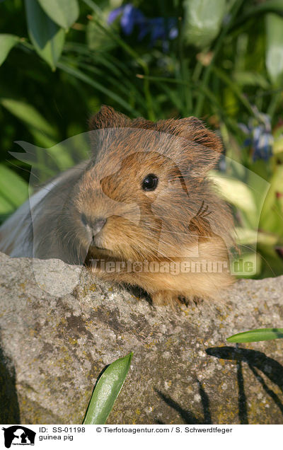 Meerschweinchen / guinea pig / SS-01198