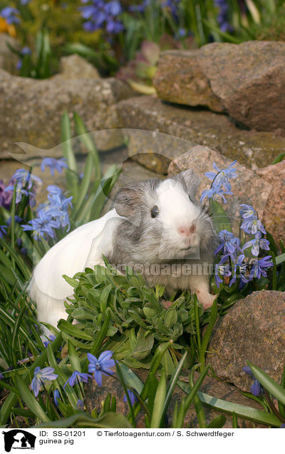 Meerschweinchen / guinea pig / SS-01201