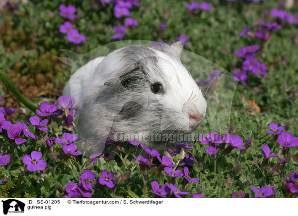 Meerschweinchen / guinea pig / SS-01205