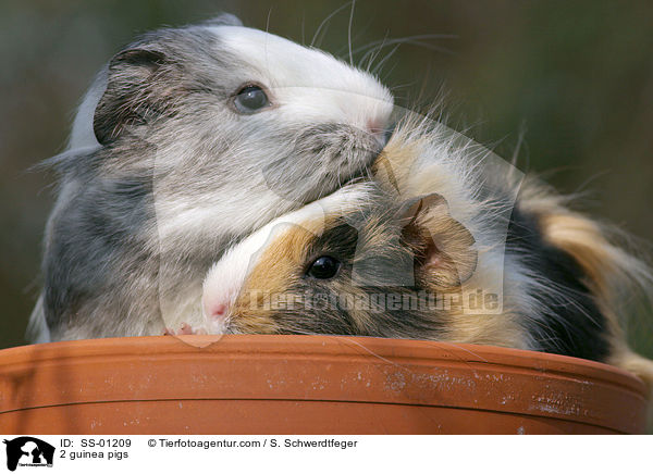 2 Meerschweinchen / 2 guinea pigs / SS-01209