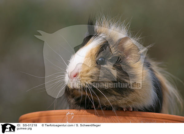Meerschweinchen / guinea pig / SS-01218
