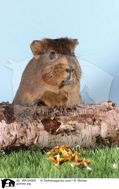 Meerschweinchen / guinea pig / RR-04085
