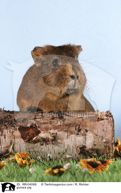 Meerschweinchen / guinea pig / RR-04088