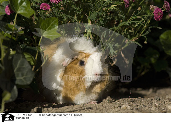 Rosettenmeerschwein-Mix / guinea pig / TM-01510