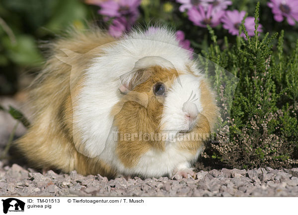 Rosettenmeerschwein-Mix / guinea pig / TM-01513