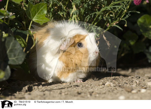 Rosettenmeerschwein-Mix / guinea pig / TM-01519