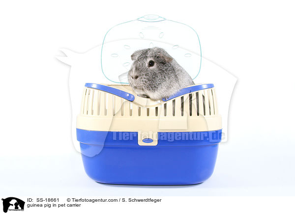 guinea pig in pet carrier / SS-18661