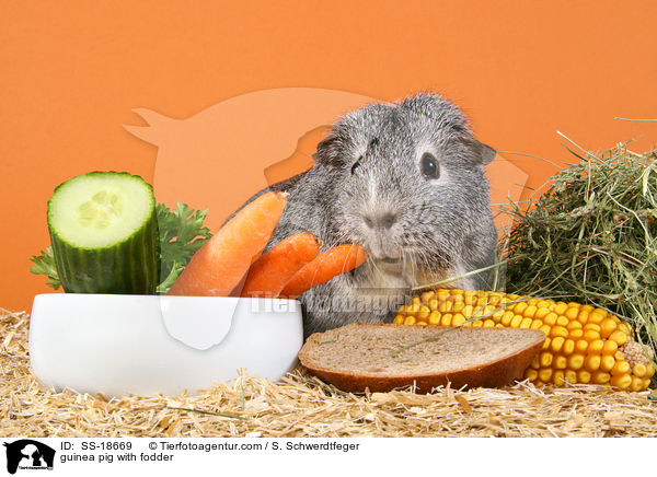 guinea pig with fodder / SS-18669