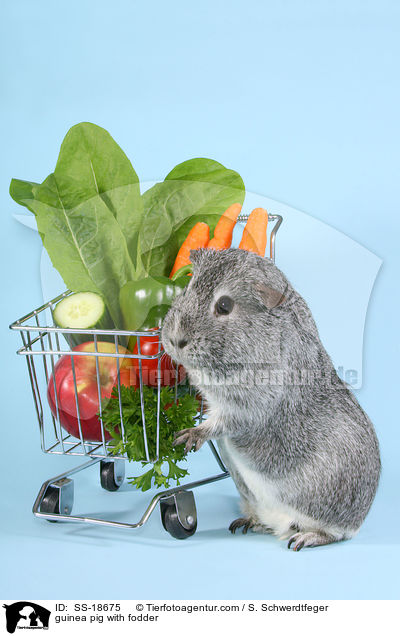 guinea pig with fodder / SS-18675