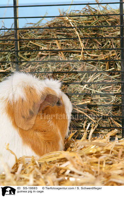 guinea pig in cage / SS-18683