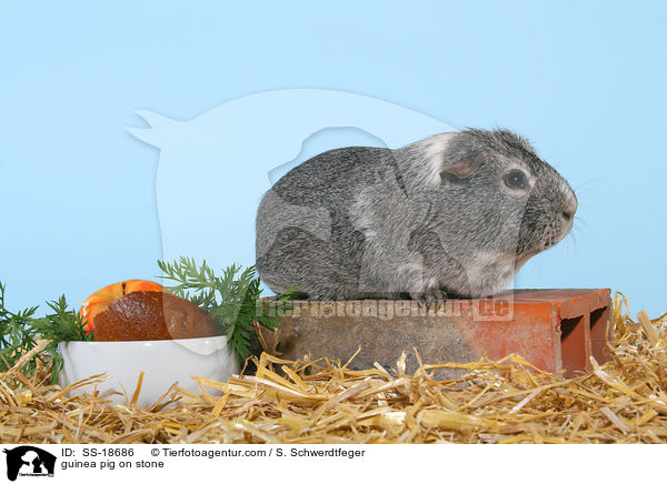 guinea pig on stone / SS-18686