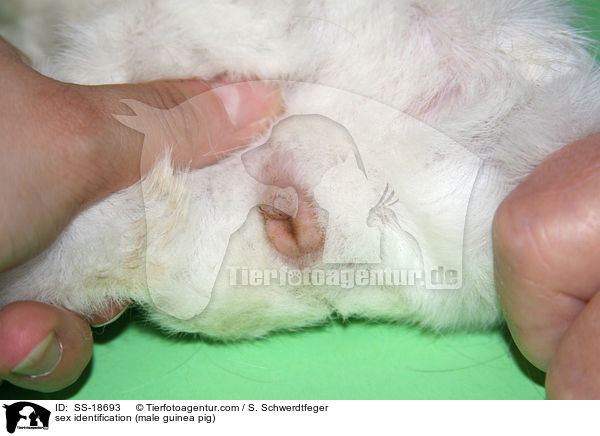 Geschlechtsidentifikation (mnnliches Meerschweinchen) / sex identification (male guinea pig) / SS-18693