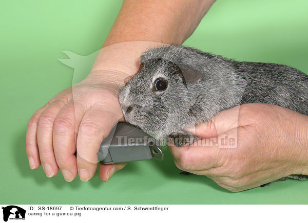 Krallenpflege beim Meerschweinchen / caring for a guinea pig / SS-18697