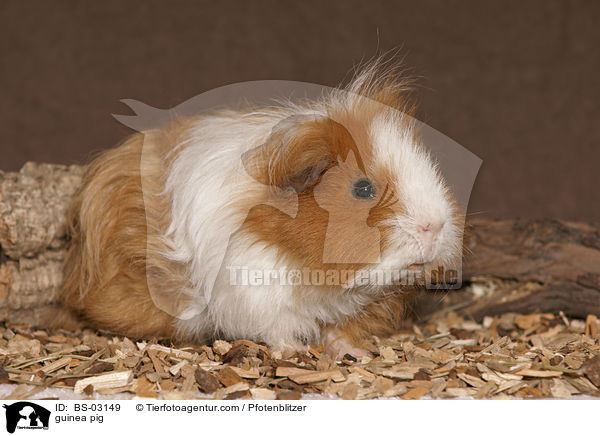 guinea pig / BS-03149