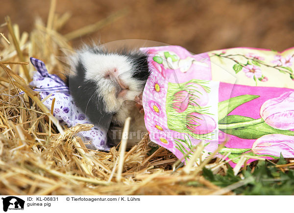 Meerschwein / guinea pig / KL-06831