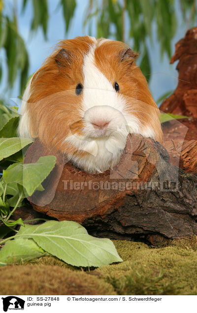 guinea pig / SS-27848