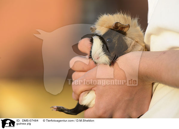 guinea pig / DMS-07484