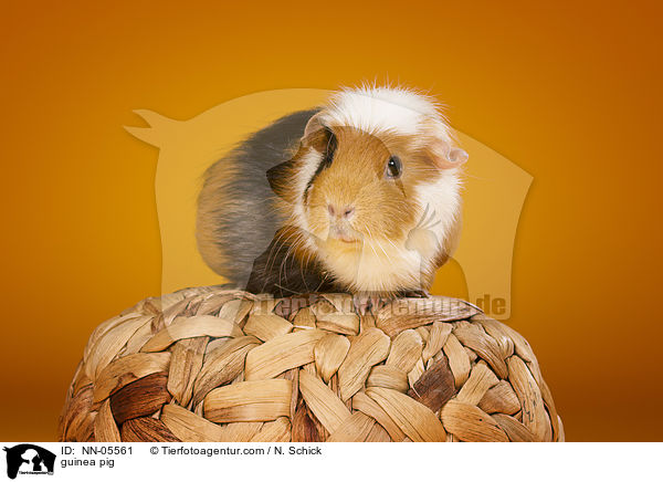 Meerschwein / guinea pig / NN-05561