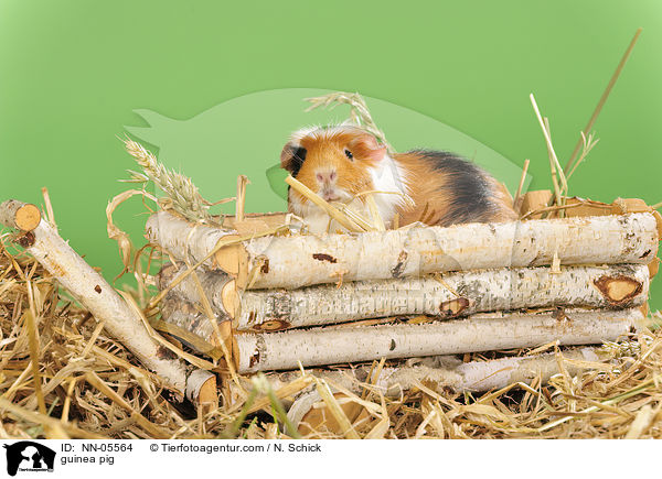 Meerschwein / guinea pig / NN-05564