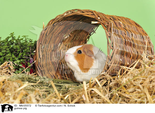 guinea pig / NN-05572