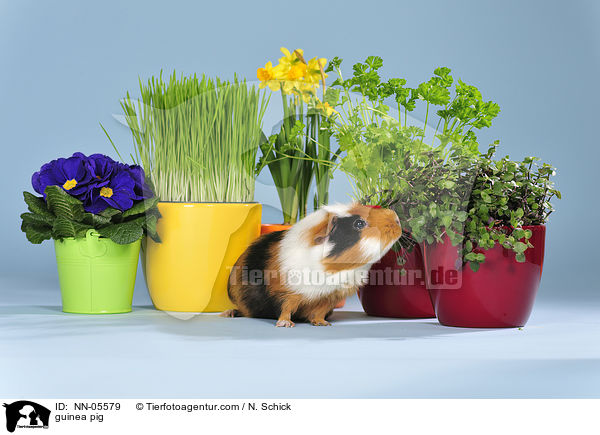 Meerschwein / guinea pig / NN-05579