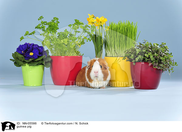 Meerschwein / guinea pig / NN-05586