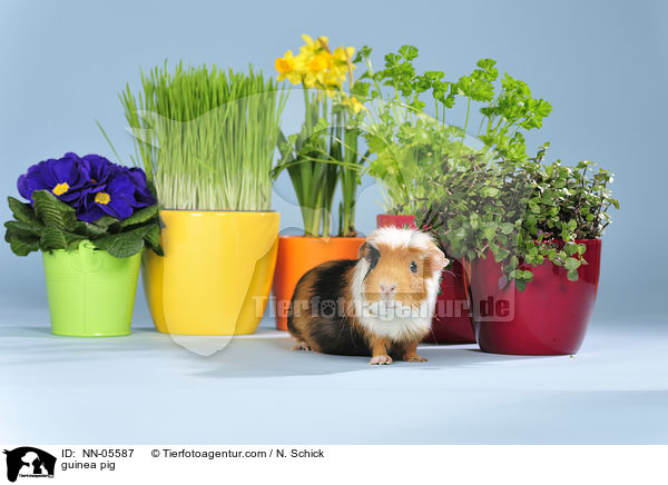 Meerschwein / guinea pig / NN-05587