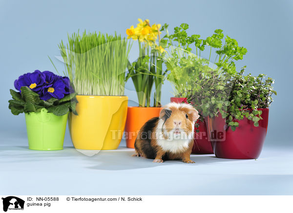 Meerschwein / guinea pig / NN-05588