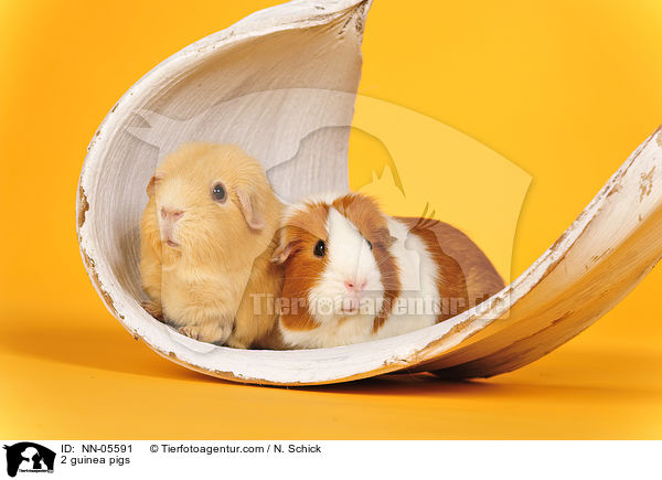 2 Meerschweine / 2 guinea pigs / NN-05591