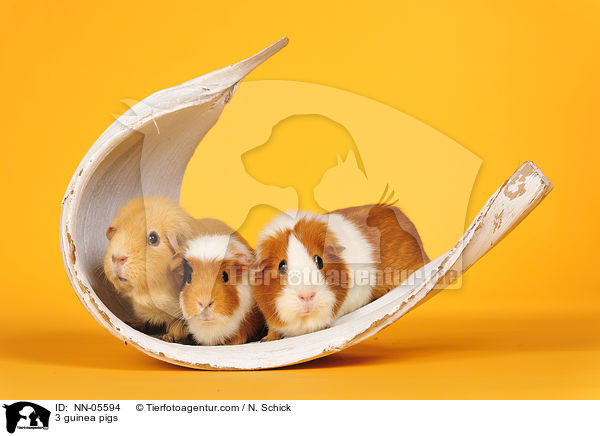 3 Meerschweine / 3 guinea pigs / NN-05594